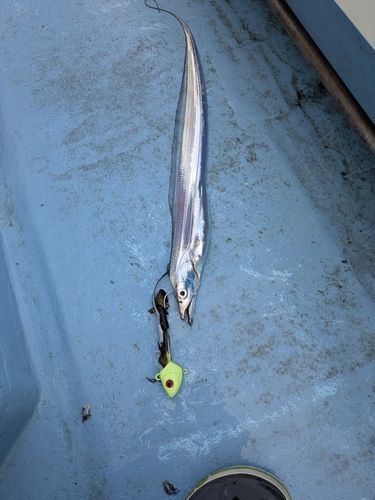 タチウオの釣果