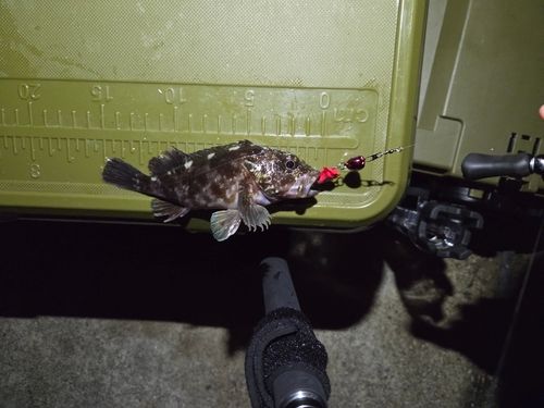 タケノコメバルの釣果