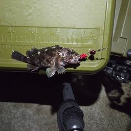 タケノコメバル