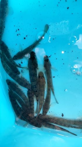 マハゼの釣果