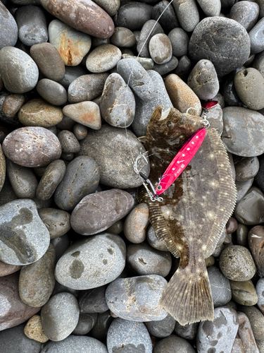 ソゲの釣果