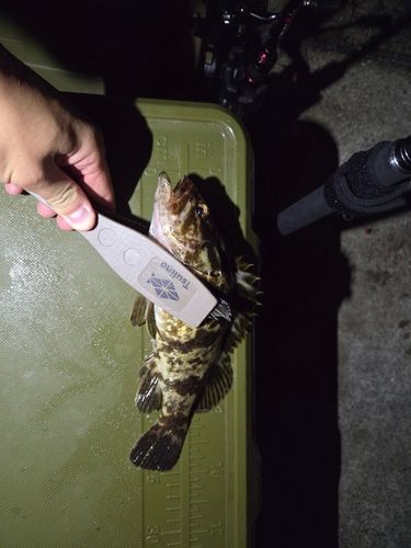 タケノコメバル