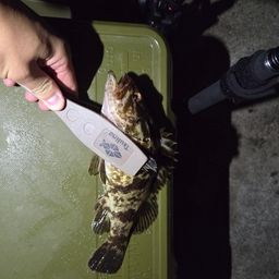 タケノコメバル