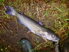 アメリカンキャットフィッシュの釣果