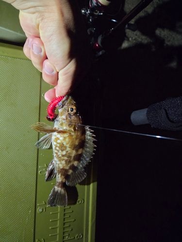 タケノコメバルの釣果