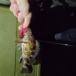 タケノコメバル