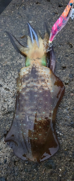 アオリイカの釣果