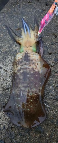 アオリイカの釣果