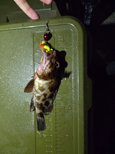 カサゴの釣果