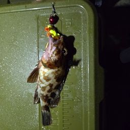 カサゴ