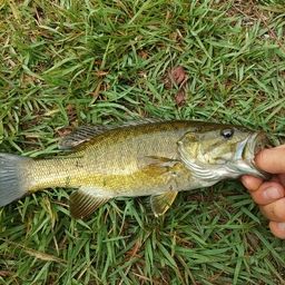 スモールマウスバス