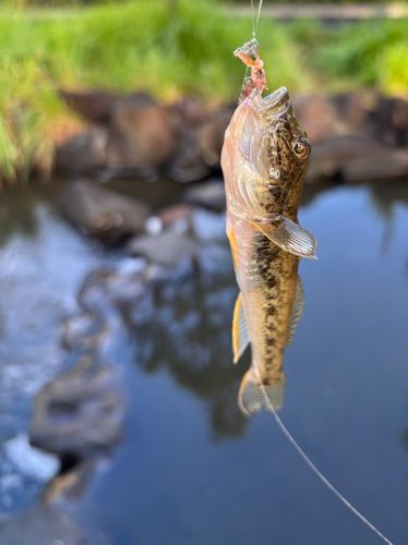 マハゼの釣果