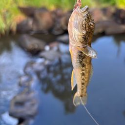 マハゼ