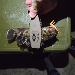 カサゴ