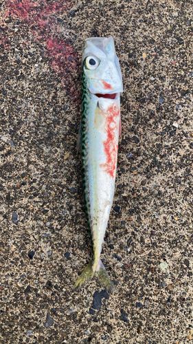 サバの釣果