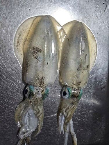 日和山浜海水浴場