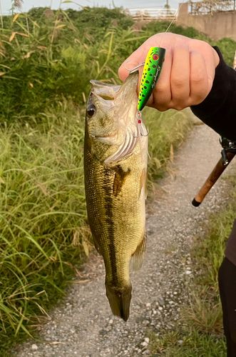 ラージマウスバスの釣果