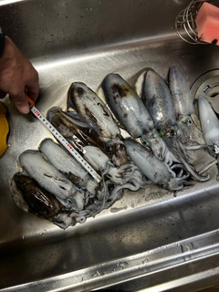 アオリイカの釣果