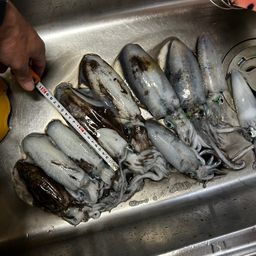 アオリイカ