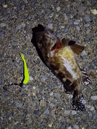 カサゴの釣果