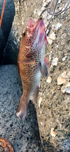 オオモンハタの釣果
