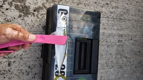 サバの釣果