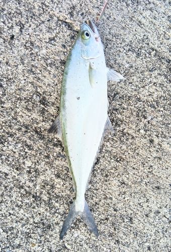 イケカツオの釣果