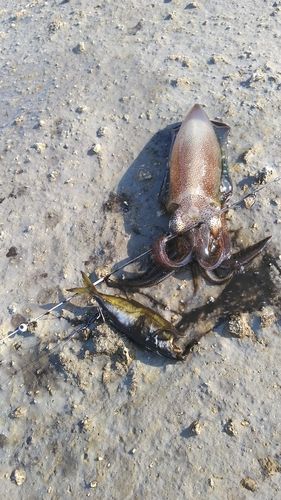 アオリイカの釣果