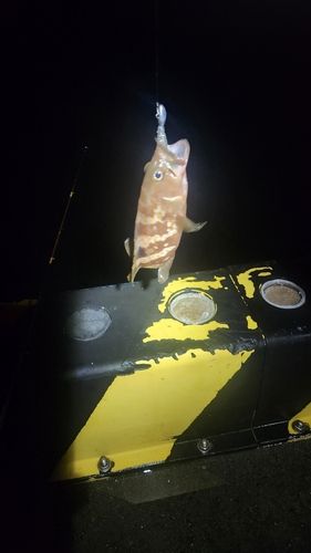 キジハタの釣果
