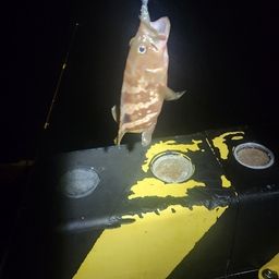キジハタ