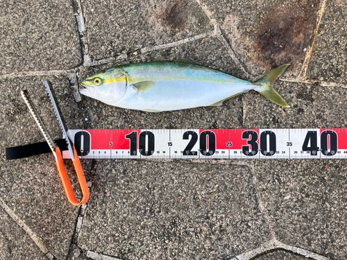 フクラギの釣果