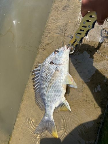キビレの釣果