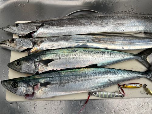 タチウオの釣果