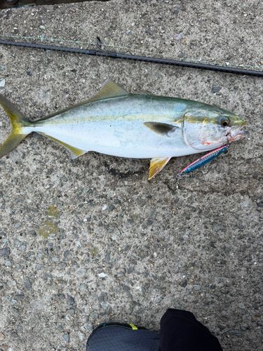 ハマチの釣果