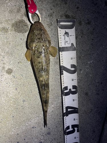 マゴチの釣果
