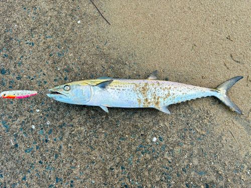 サゴシの釣果