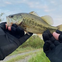 ラージマウスバス