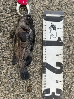 クロソイの釣果