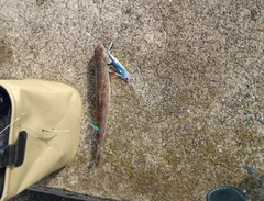 エソの釣果