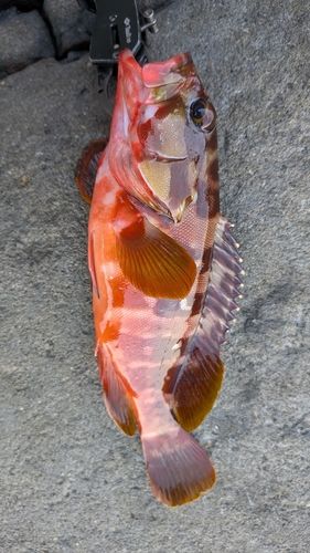 アカハタの釣果