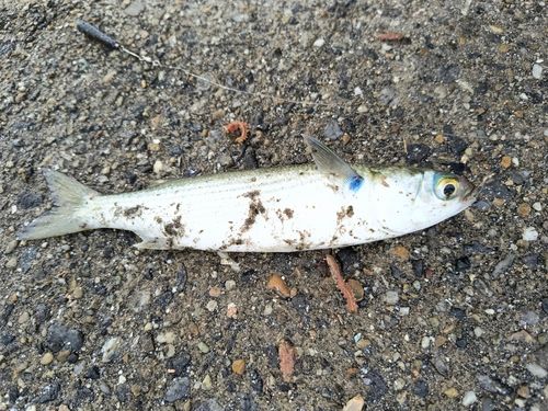 碧南海釣り公園