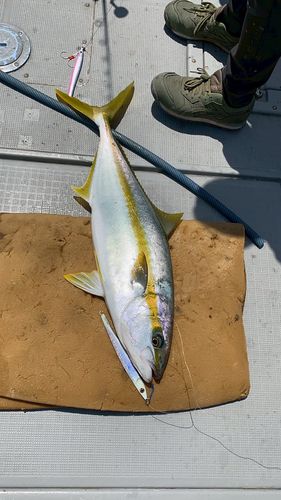 ヒラマサの釣果