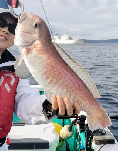 シロアマダイの釣果