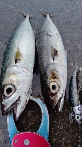 サバの釣果