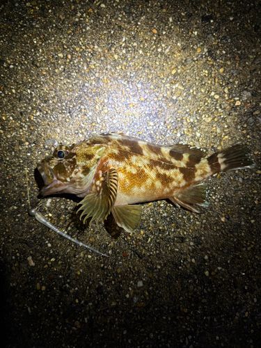 カサゴの釣果