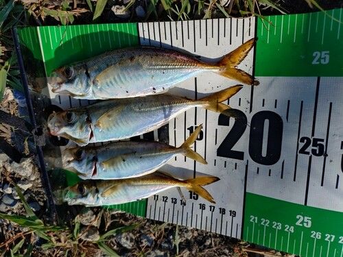 アジの釣果
