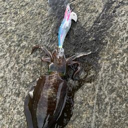 アオリイカ