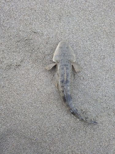 コチの釣果