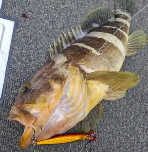 アオハタの釣果