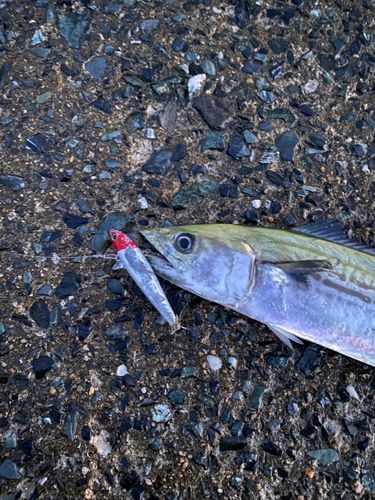 サゴシの釣果